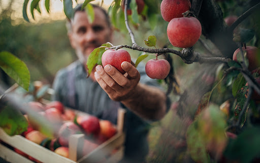 Senior man, senior farmer picking up apples in his orchard